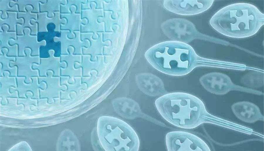 试管婴儿囊胚移植与早期胚胎