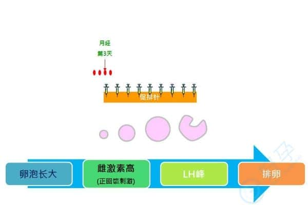 促排方案如何正确选择