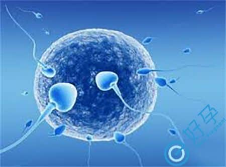 e好孕试管专家-输卵管积液-试管婴儿成功率