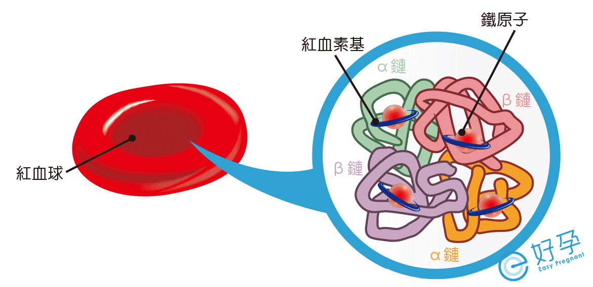 地中海贫血