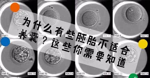 囊胚，发育潜能是关键！试管婴儿到底要不要养囊？.jpg