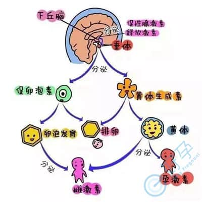 了解促黄体生成素(LH)