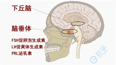 了解促黄体生成素(LH)