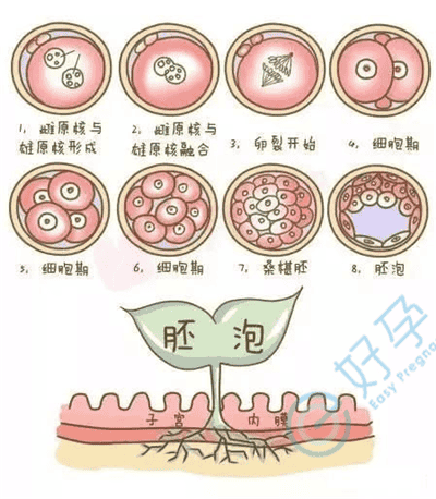 第三代试管婴儿早产的几率很大？哪些情况容易产生早产呢？