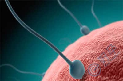 精子畸形意味着胚胎也畸形吗？如何科学调理提高精子质量？