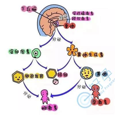 不良情绪对生育以及泰国试管婴儿成功率的影响