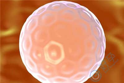 分析卵泡发育不良的5个因素 3步提升泰国试管婴儿成功率
