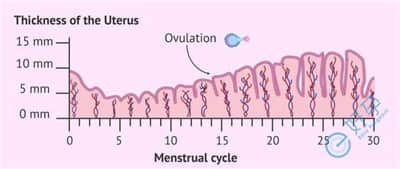 子宫内膜厚度是任何影响试管婴儿成功的？将如何改善
