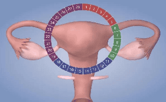 子宫内膜薄是怎么形成的？试管婴儿如何改善助好孕?