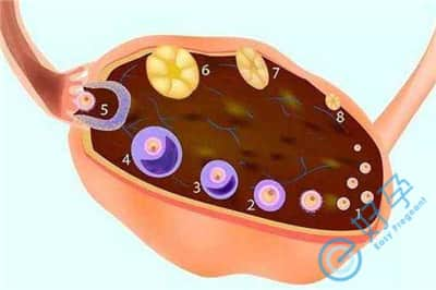 促排卵会导致卵巢早衰吗？来听听试管助孕师是怎么回答