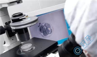 试管科普：囊胚和早期胚胎的区别是什么？