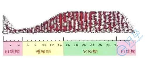 月经周期与试管婴儿怀孕的关联，你都知道吗?