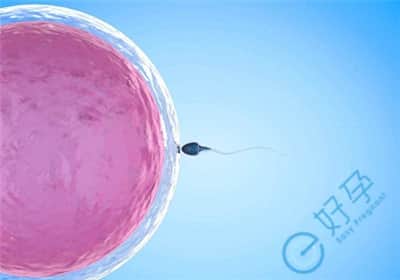 决定泰国试管婴儿胚胎着床率的4个因素