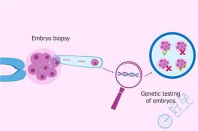 胚胎染色体三体是什么意思？有什么危害？