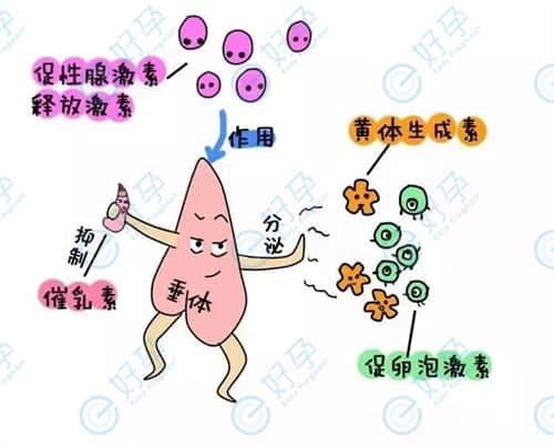 调节激素平衡，是提高生育力的第一步