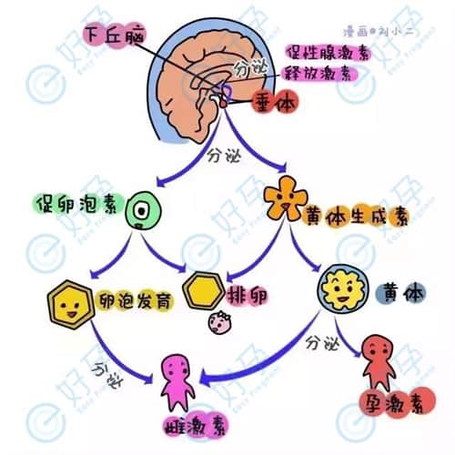 调节激素平衡，是提高生育力的第一步