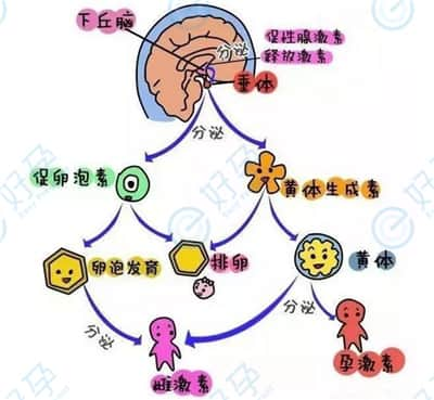 什么是促黄体生成素?对泰国试管婴儿有什么影响?