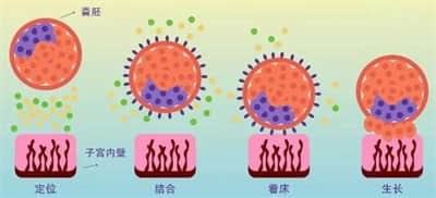 去泰国做试管会出现胎儿宫内发育迟缓的现象吗?