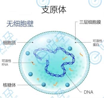 支原体感染阳性会影响做泰国试管婴儿吗