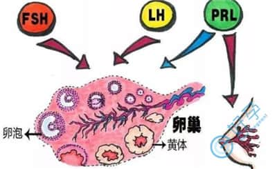 做试管婴儿之后促黄体生成素的作用及临床意义