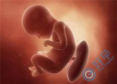 做泰国试管婴儿要注意哪些影响胚胎着床的因素？