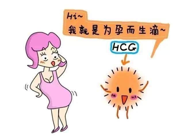 试管周期中注射HCG分别都有哪些作用？