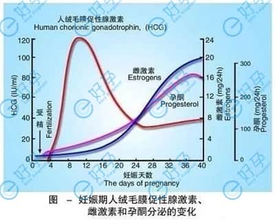 试管周期中注射HCG分别都有哪些作用？