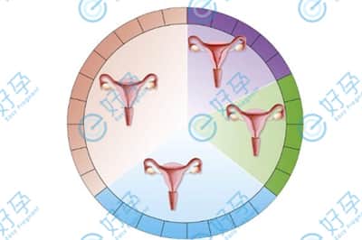 子宫内膜A、B、C型哪个胚胎移植的成功率更高?