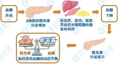 胰岛素抵抗影响怀孕？去泰国做试管为您支妙招！