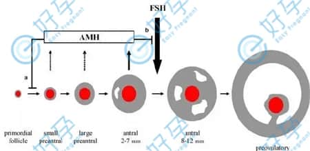 做试管前的检查：关于FSH的值高了好，还是低了好？
