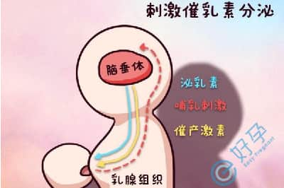 泌乳素过高做试管婴儿能自行怀孕吗？