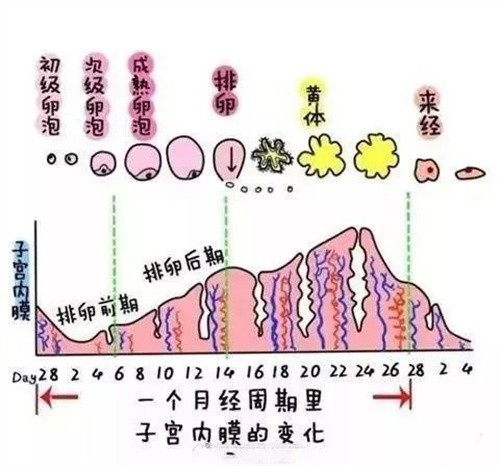 试管婴儿：揭秘胚胎移植的最佳时机，提高成功率的关键