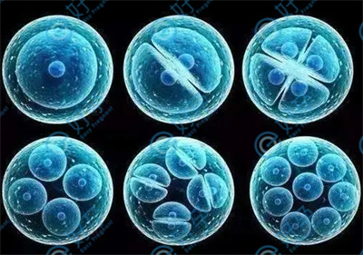 试管周期中什么样的胚胎可以移植，胚胎移植后如何提高成功率？