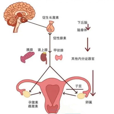 探究：泌乳素过高对试管婴儿周期的影响