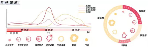 探究：泌乳素过高对试管婴儿周期的影响