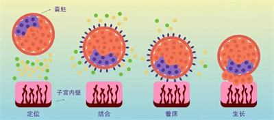 做试管胚胎着床需几天？移植后有哪些注意事项？