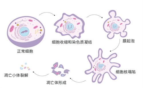 线粒体功能状态异常会对卵子造成哪些影响？