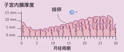 试管婴儿的胚胎移植喜欢什么样的内膜？如何在移植前调养？