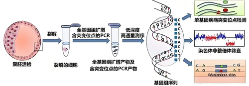 反复流产的元凶竟然是缺少这种抗体？计划做试管的家庭速看！
