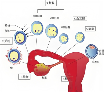 子宫内膜过厚，对做试管婴儿有什么影响？