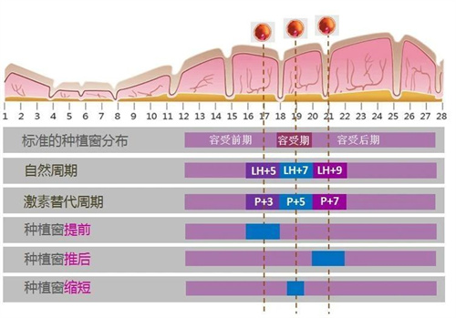 做试管婴儿，我能挑个 “黄道吉日” 移植胚胎吗？