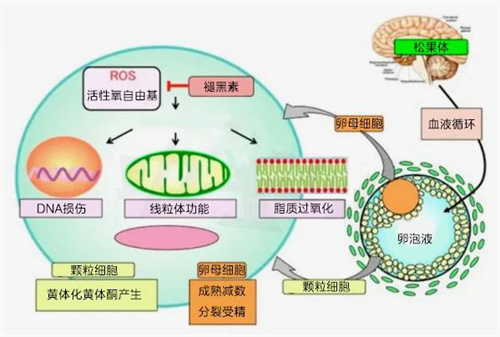 卵泡最强「守护神」，不是辅酶Q10而是它？！卵泡液研究已证实！