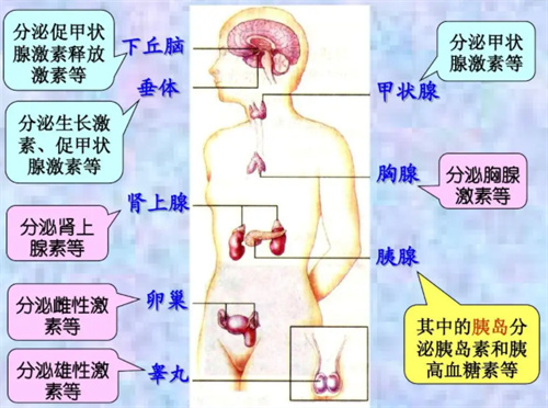 做试管婴儿胚胎移植后，心情过于激动真的会影响着床吗？