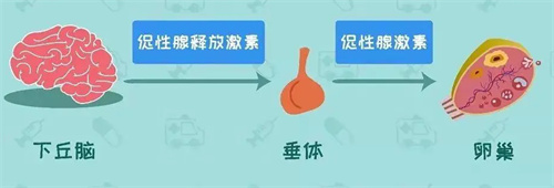 做试管婴儿期间出现“失眠”怎么办，对囊胚的移植有影响吗？
