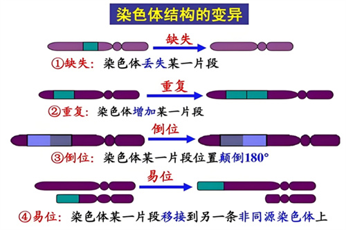 染色体易位和倒位分别是怎么回事？做试管婴儿该如何避免？