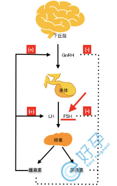 做试管婴儿所使用的促排药物会使子宫肌瘤长大吗？