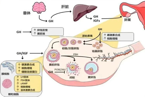 宫寒会影响试管婴儿成功率吗？备孕前这样调理，助你温暖迎好孕！