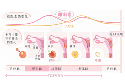 试管婴儿科普：怀孕时为什么会出现胎停的现象？