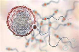 卵子也有“生熟”之分？成熟的卵子要如何才能养成