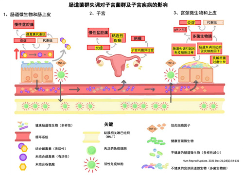 几乎所有宫腔内膜疾病都与“它”有关？！不解决，治疗效果打折扣！